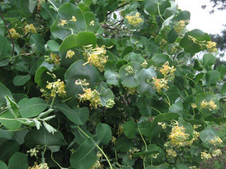 grape honeysuckle